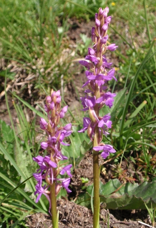 Gymnadenia conopsea